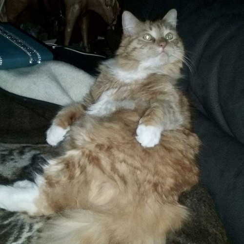 Mim 