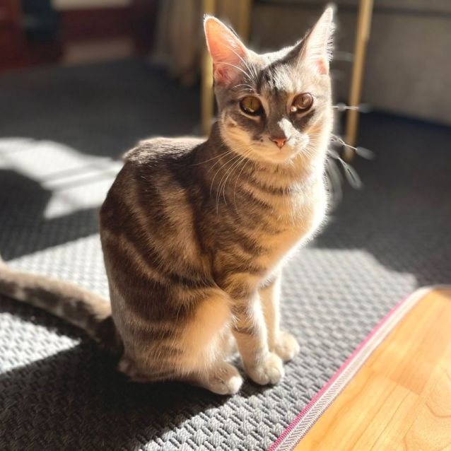 Photo of Snickers