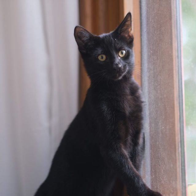 Photo of Darling Dior The Purrrrfect Kitten