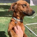Photo of Peanut