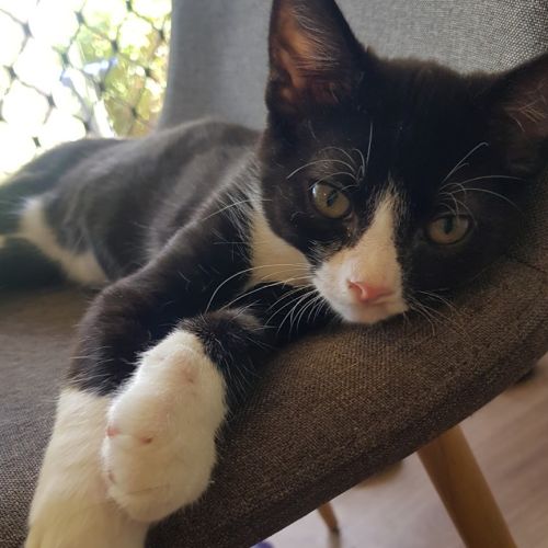 Oreo
