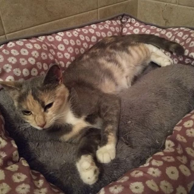 Photo of Delilah