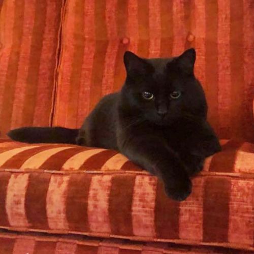 Quincey - 8yr old Cuddly Companion <3