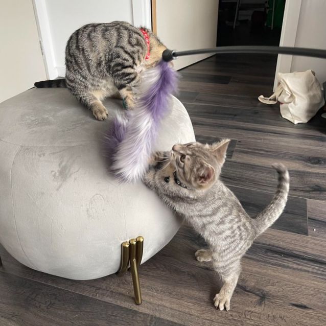 Photo of Tech ** 2nd Chance Cat Rescue**