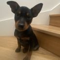 Photo of Minnie