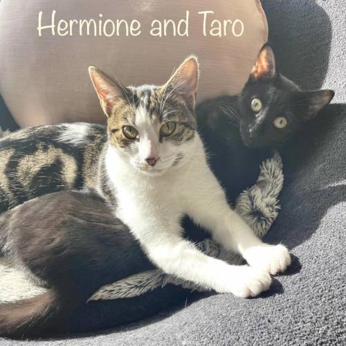 Hermione and Taro