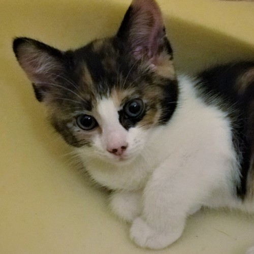 Minnie ^Dandy Cat Rescue^