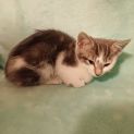 Photo of Wynter **2nd Chance Cat Rescue**