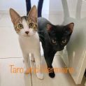 Photo of Hermione And Taro