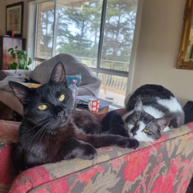 Photo of Mandolin & Viola (Located In Werribee South)