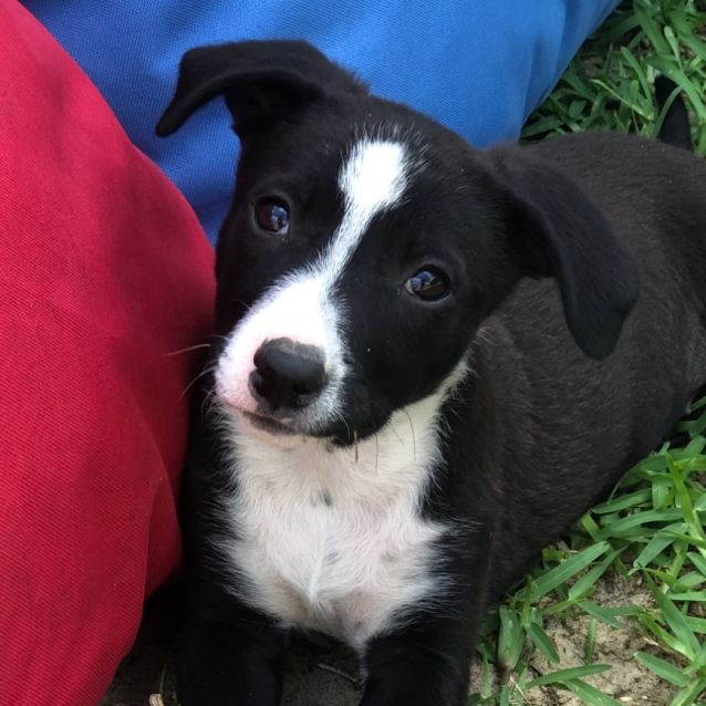 Photo of Brenna ~ 10wk Old Kelpie X (On Trial 15/12/20)