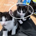 Photo of Fergus ^^Dandy Cat Rescue^^