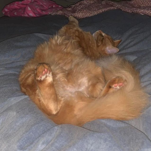 Photo of Benz 🧡🐈🧡