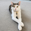 Photo of Cal