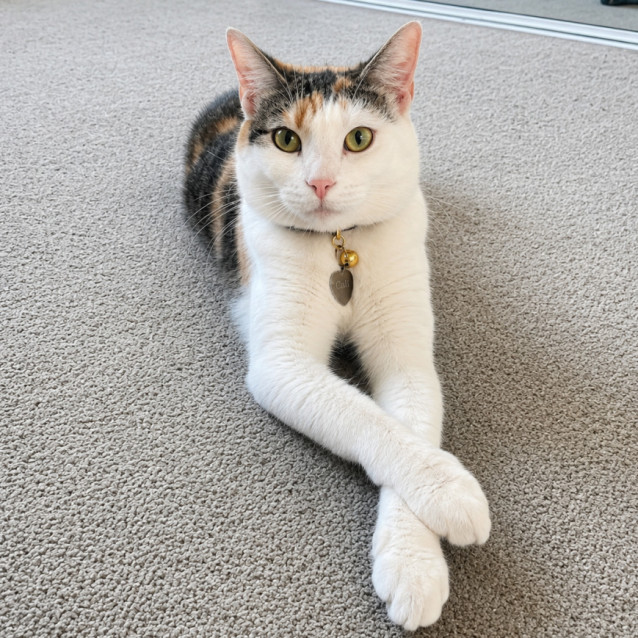 Photo of Cal
