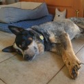 Photo of Bossy Blue