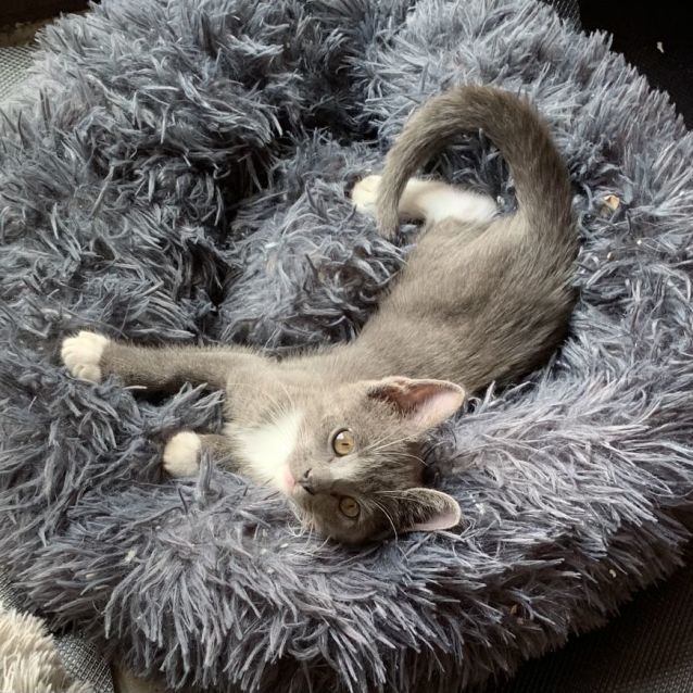 Photo of Portia 🐾🩷🩷🐾