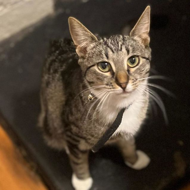 Photo of Phoenix