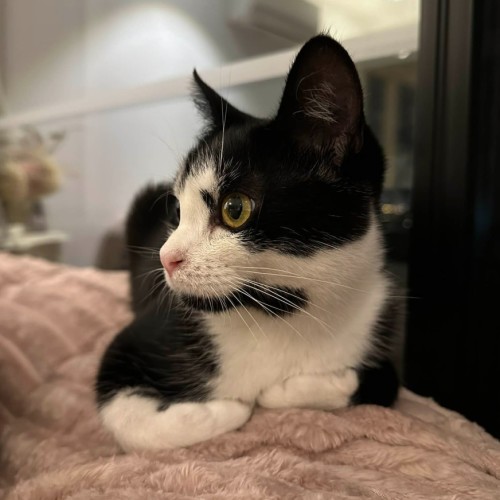 No photo for Penguin