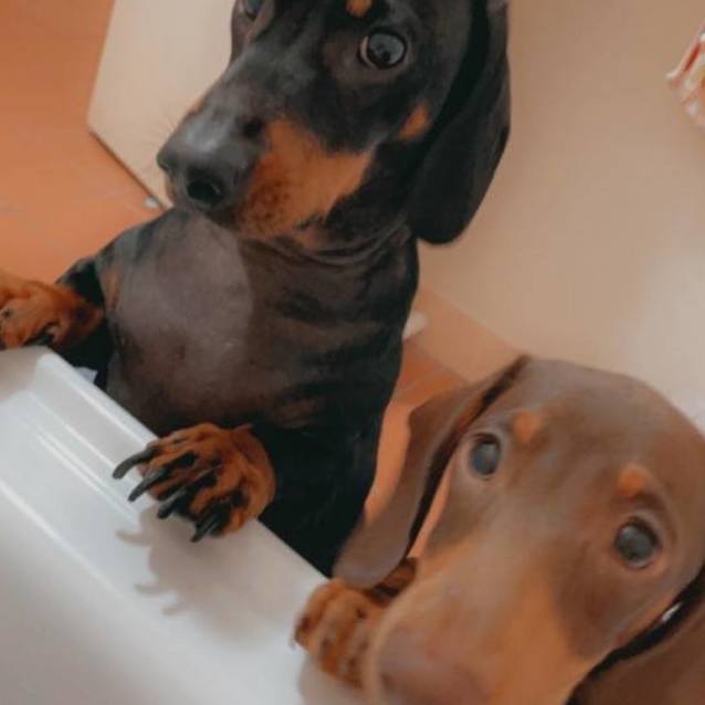 Photo of Charlie And Diesel Bonded Pair                