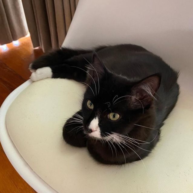 Photo of Metro ^^Dandy Cat Rescue^^