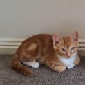 Photo of Mono (Leo)