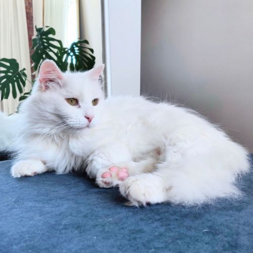 Henry (aka Snowlion)