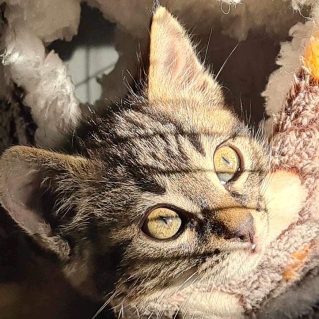 Photo of Obi