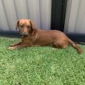 Photo of Peanut