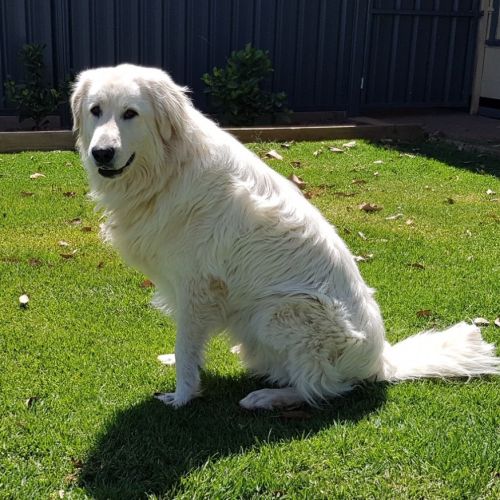 Oska *On Trial In His New Home*