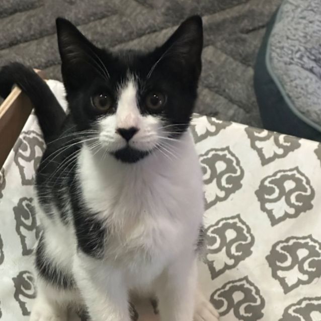 Photo of Hunter 🧵