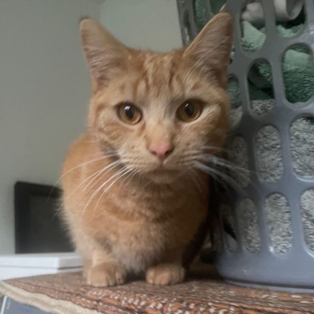 Photo of Marmalade 