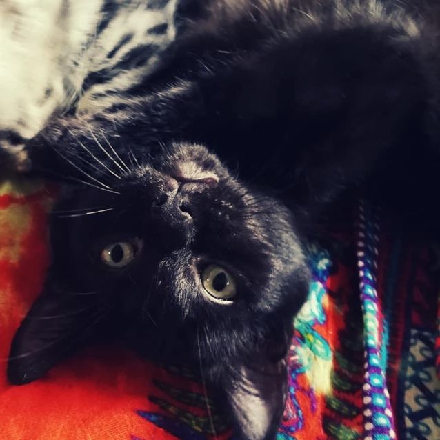 Photo of Billy Boo