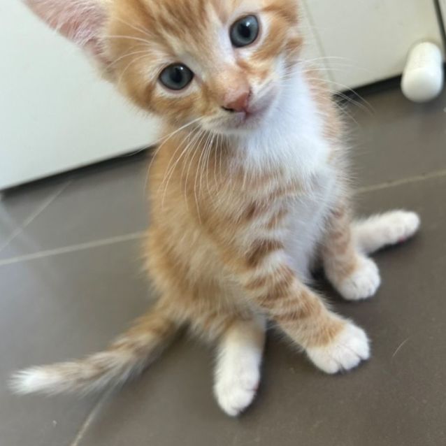 Photo of Sylvester