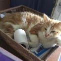 Photo of Carl (On Adoption Trial)