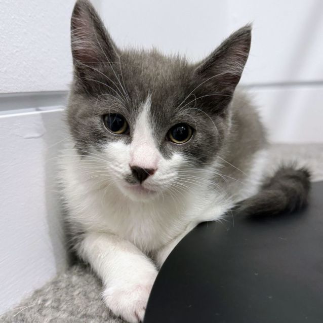 Photo of Tom   Located In Northcote