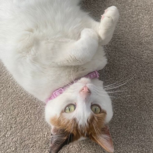 Muffins and Whiskers