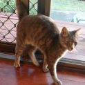 Photo of Ushi