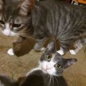 Photo of Amy & Mouse 