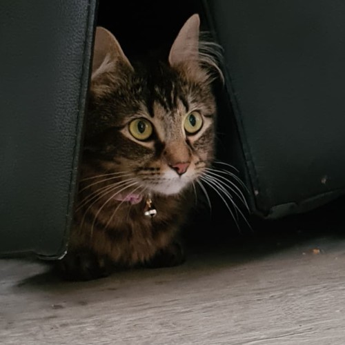 Lilly