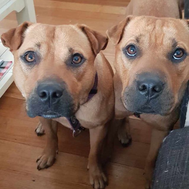 Photo of Harmony And Melody