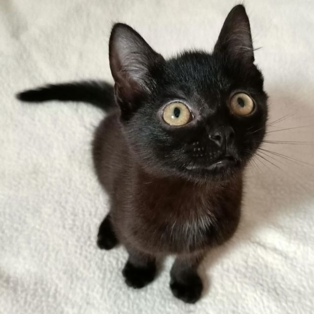 Photo of Pepper   Located In Eltham