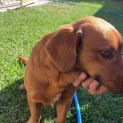Photo of Peanut