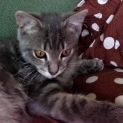 Photo of Roy ^^Dandy Cat Rescue^^