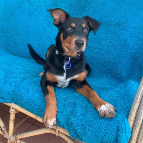 Koko ~ 6mo Kelpie X(On trial 09/11/21)