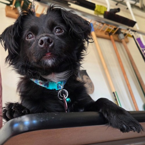 Roxy
