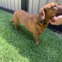 Photo of Peanut