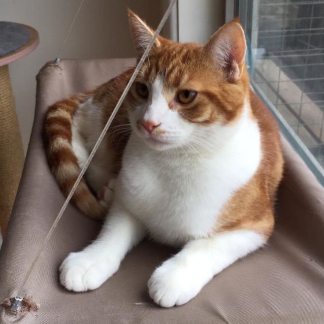 Photo of Rodney ^^Dandy Cat Rescue^^