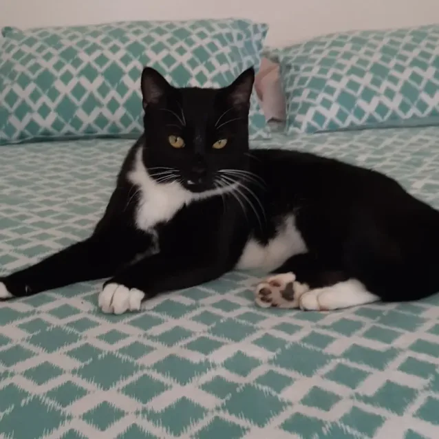 Photo of Vincent (Foster To Adopt).