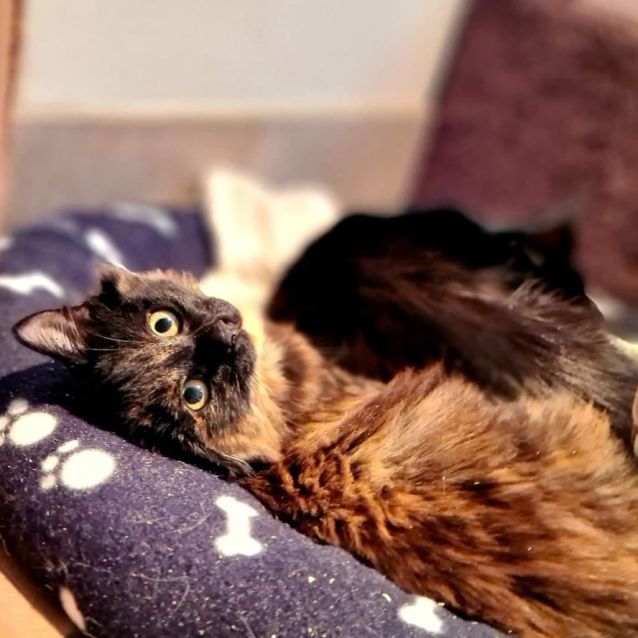 Photo of Mooka **2nd Chance Cat Rescue**